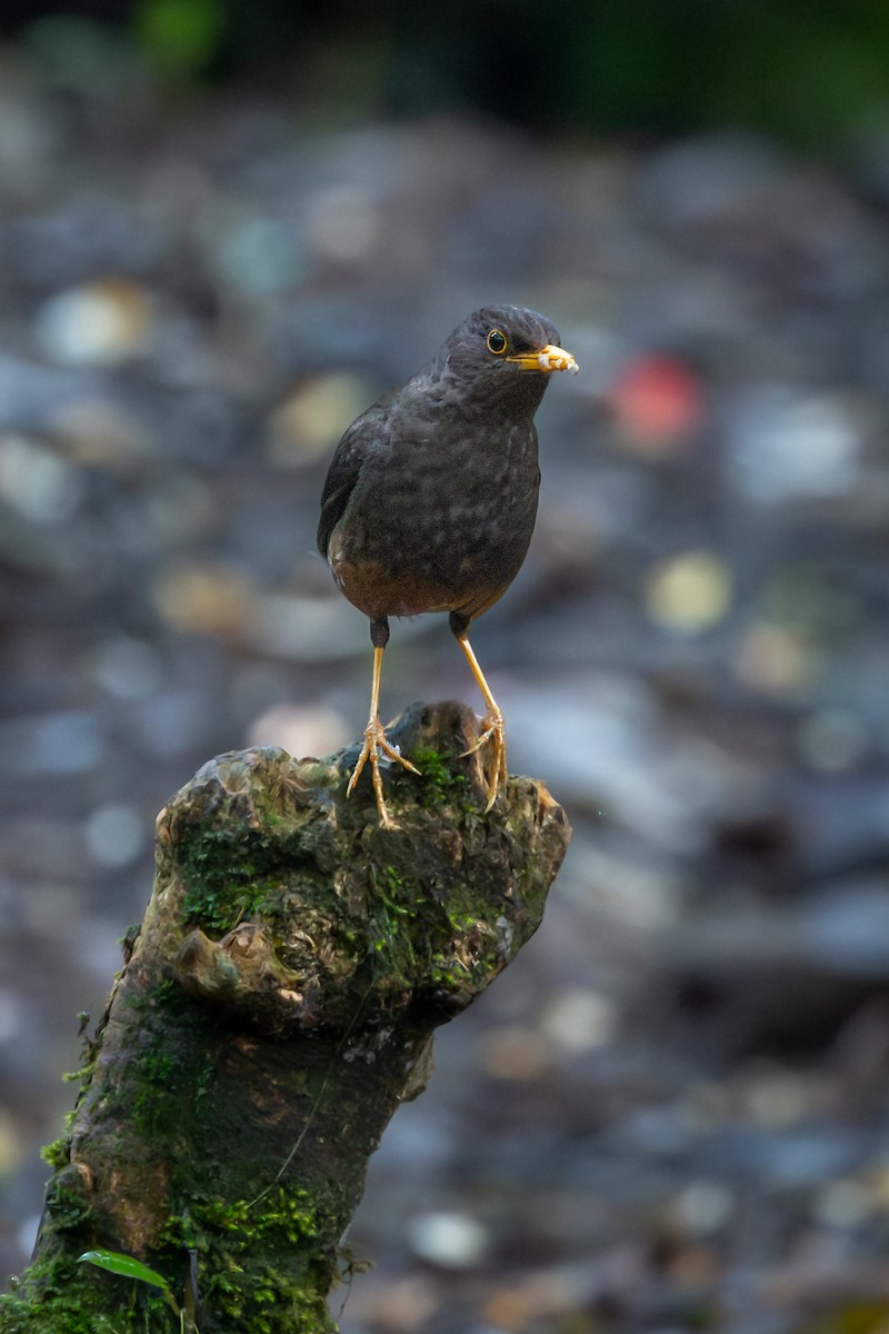 Sundaic Island-Thrush - ML641748068