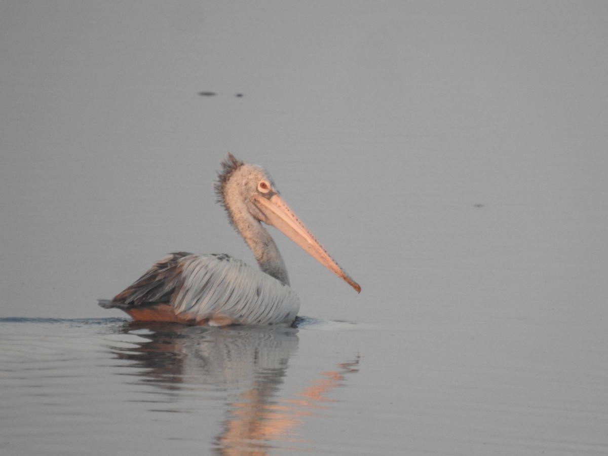 Spot-billed Pelican - ML641748075