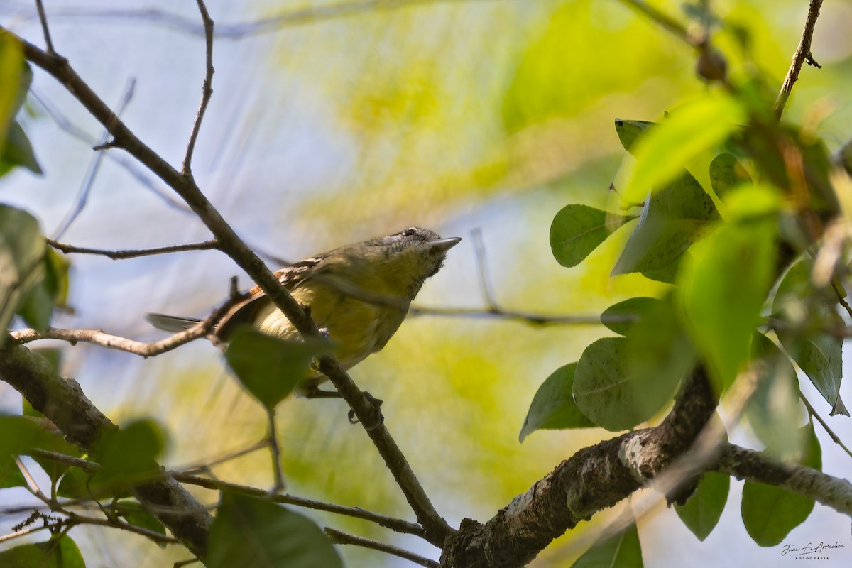 Rufous-margined Antwren - ML641748077