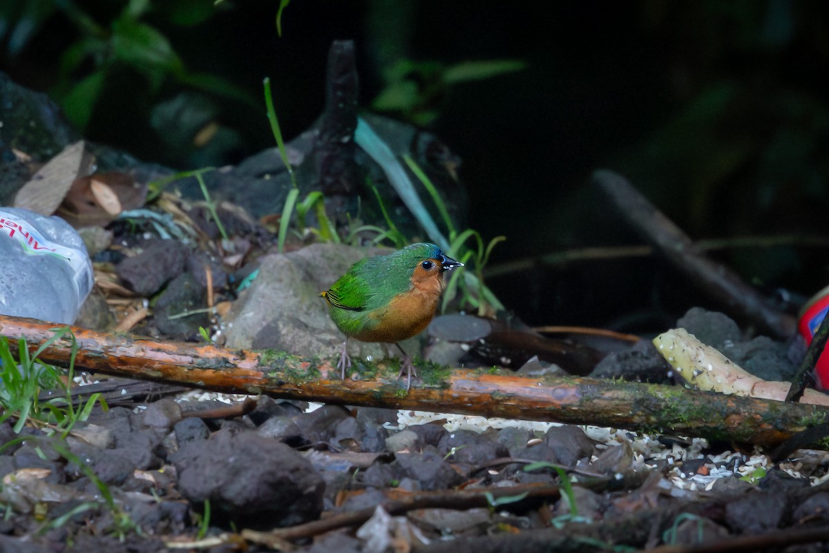 Tawny-breasted Parrotfinch - ML641748085