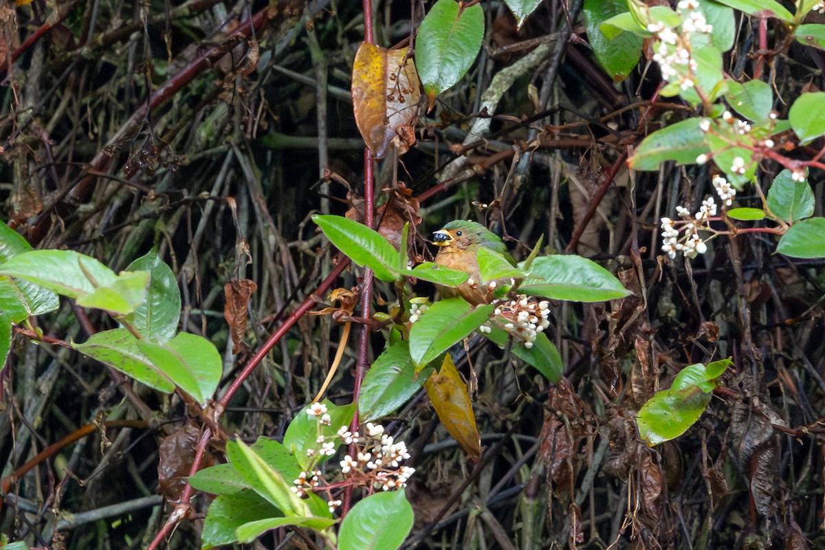 Tawny-breasted Parrotfinch - ML641748086