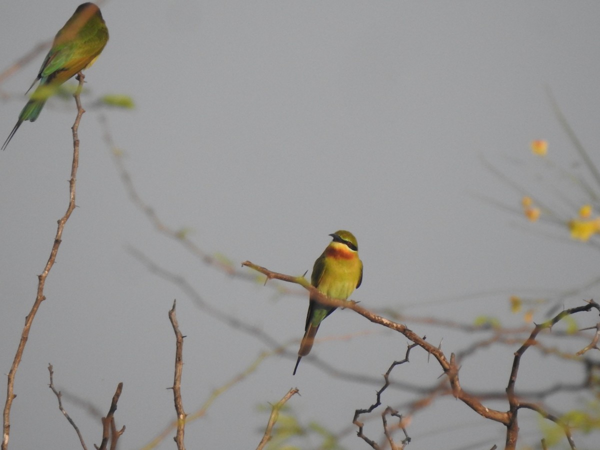 Blue-tailed Bee-eater - ML641748106