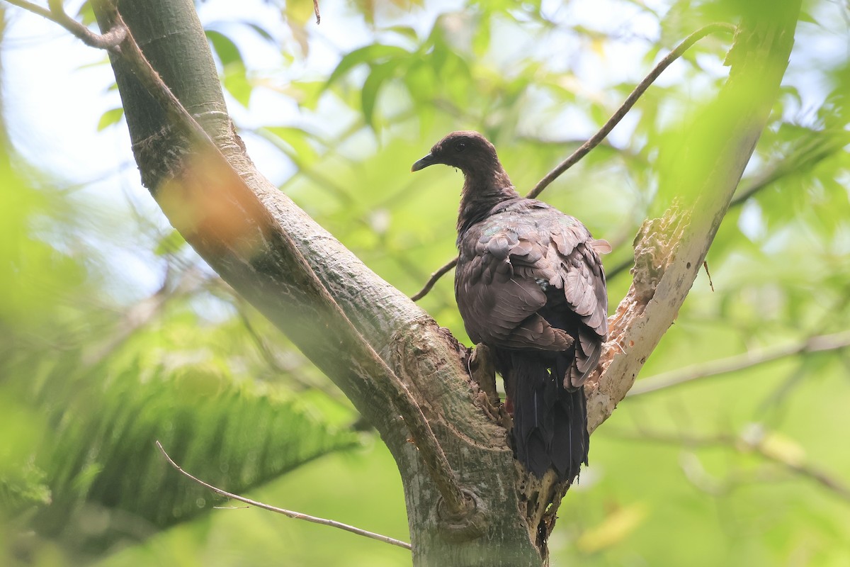 Black Wood-Pigeon - ML641748121