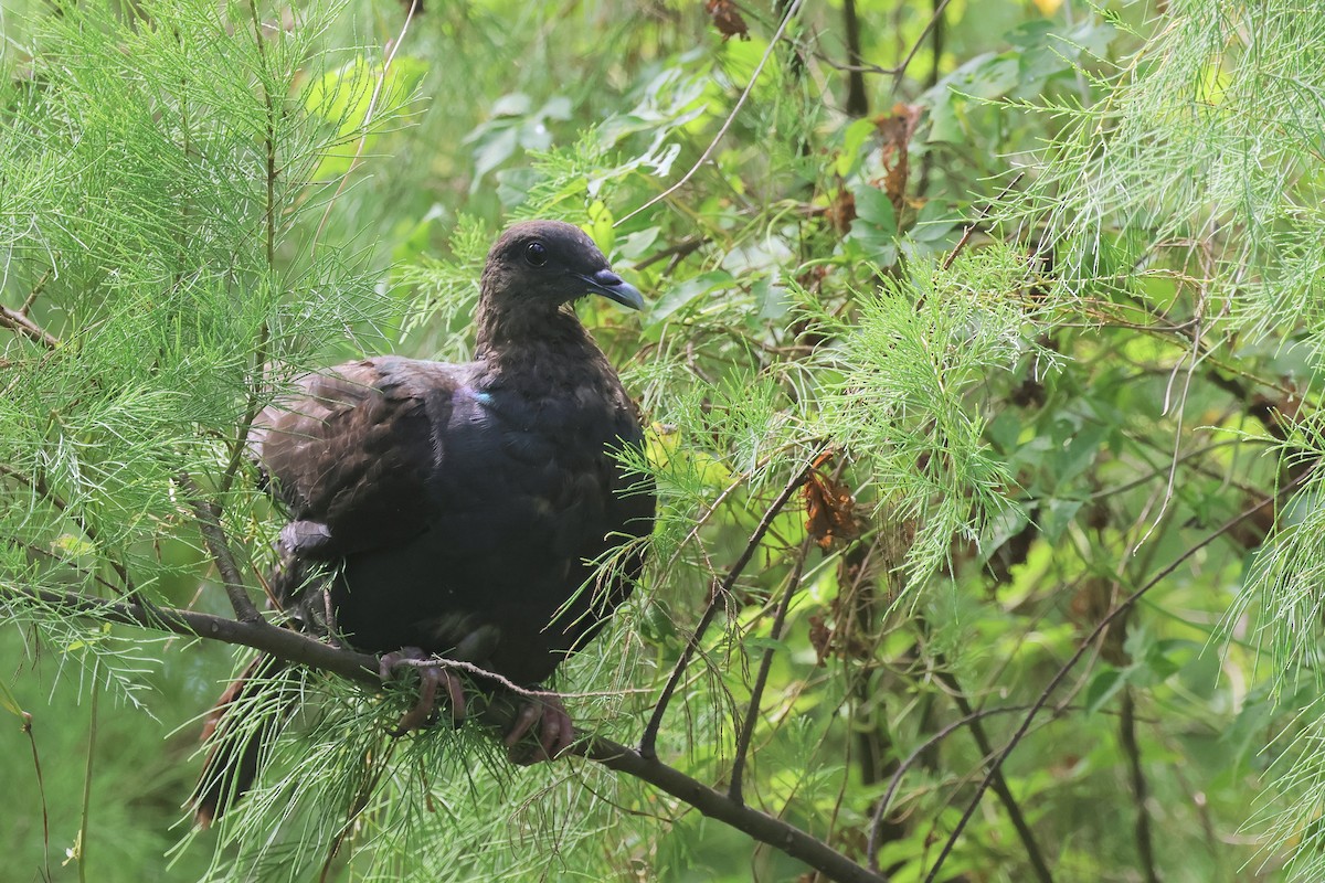Black Wood-Pigeon - ML641748126