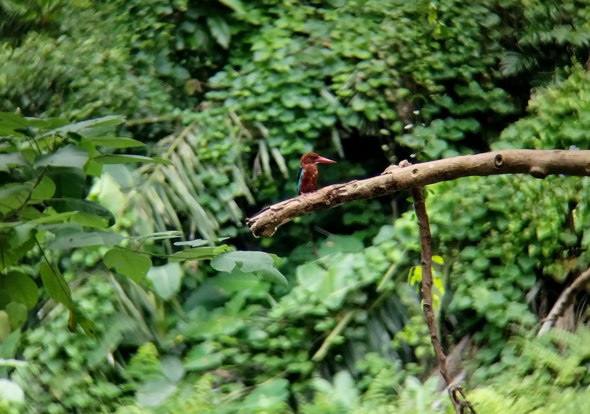 Brown-breasted Kingfisher - ML641748131