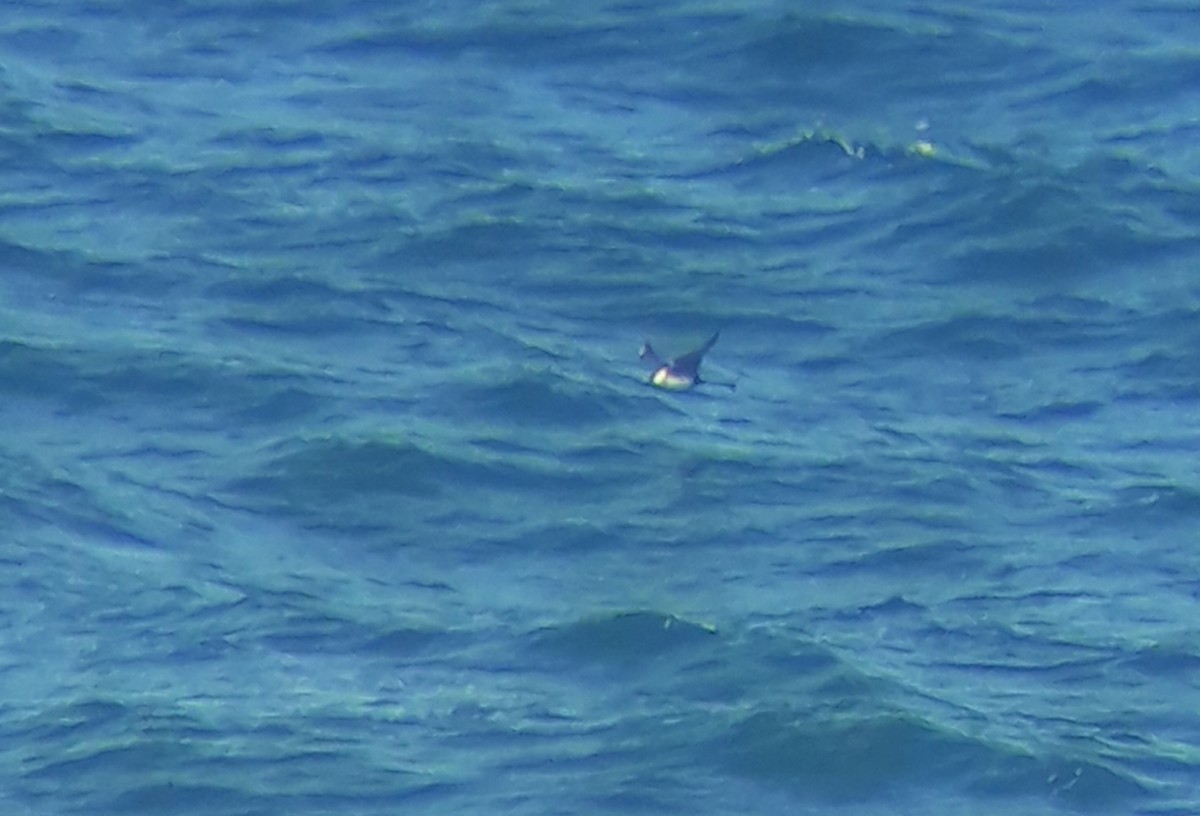 Pomarine Jaeger - ML641748153