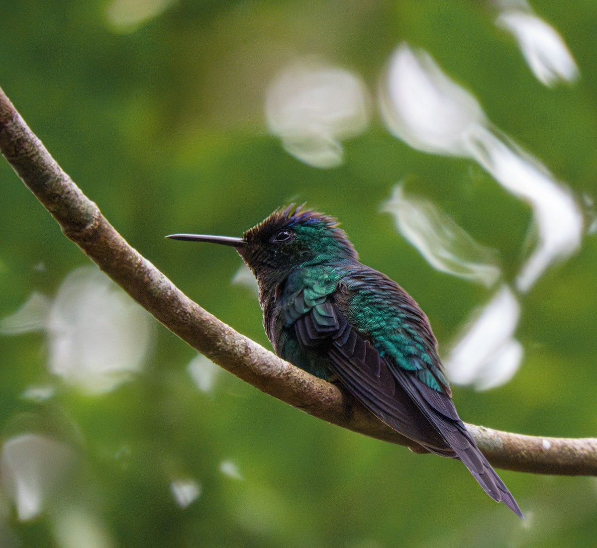 Violet-capped Woodnymph - ML641748173