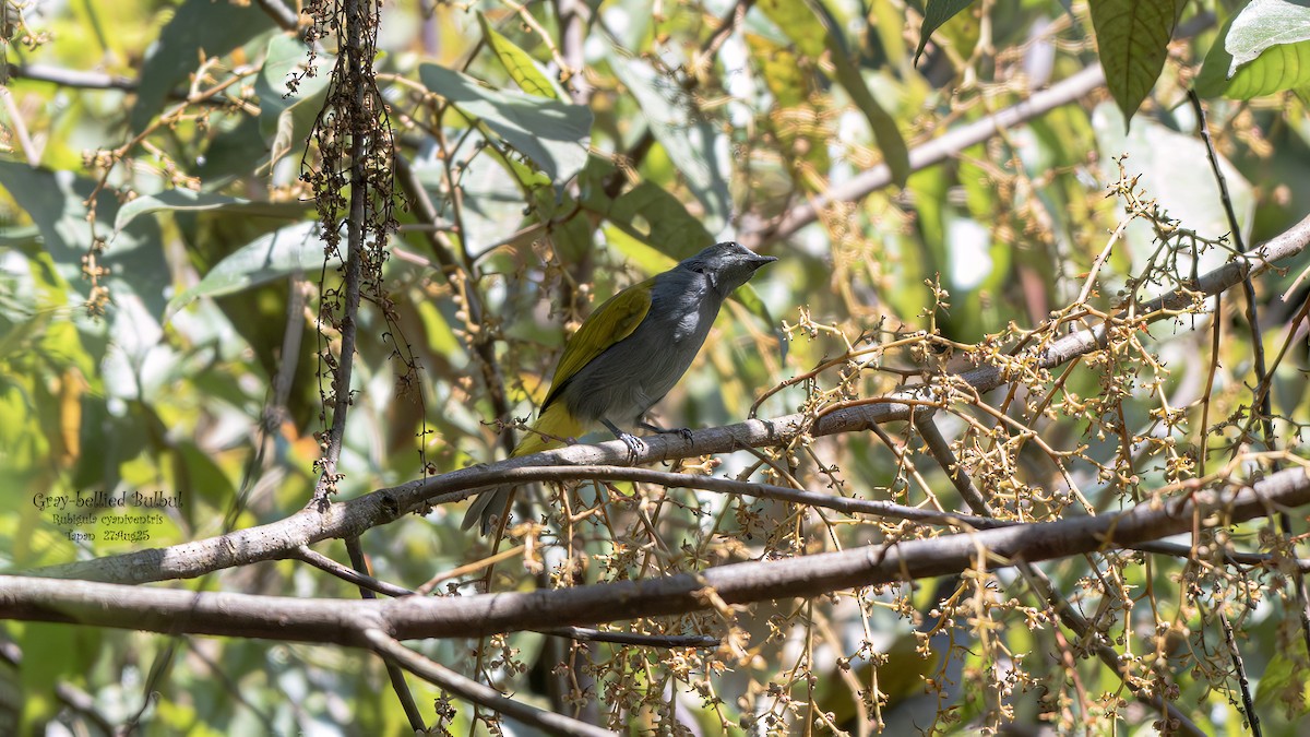 Gray-bellied Bulbul - ML641748208