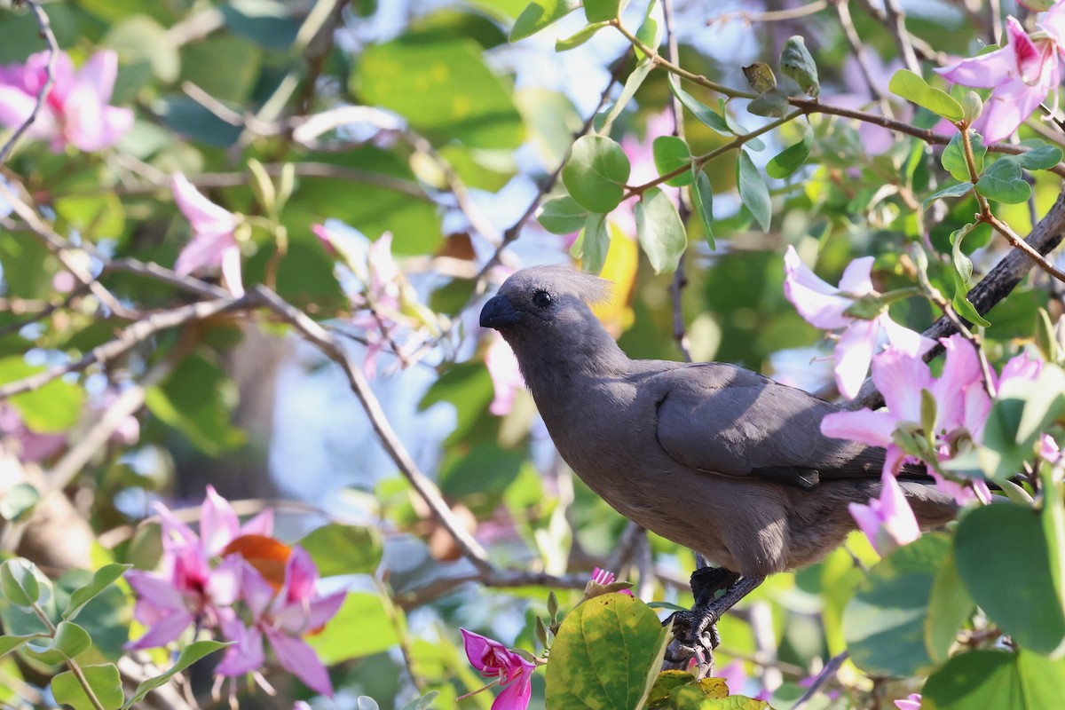 Gray Go-away-bird - ML641748241