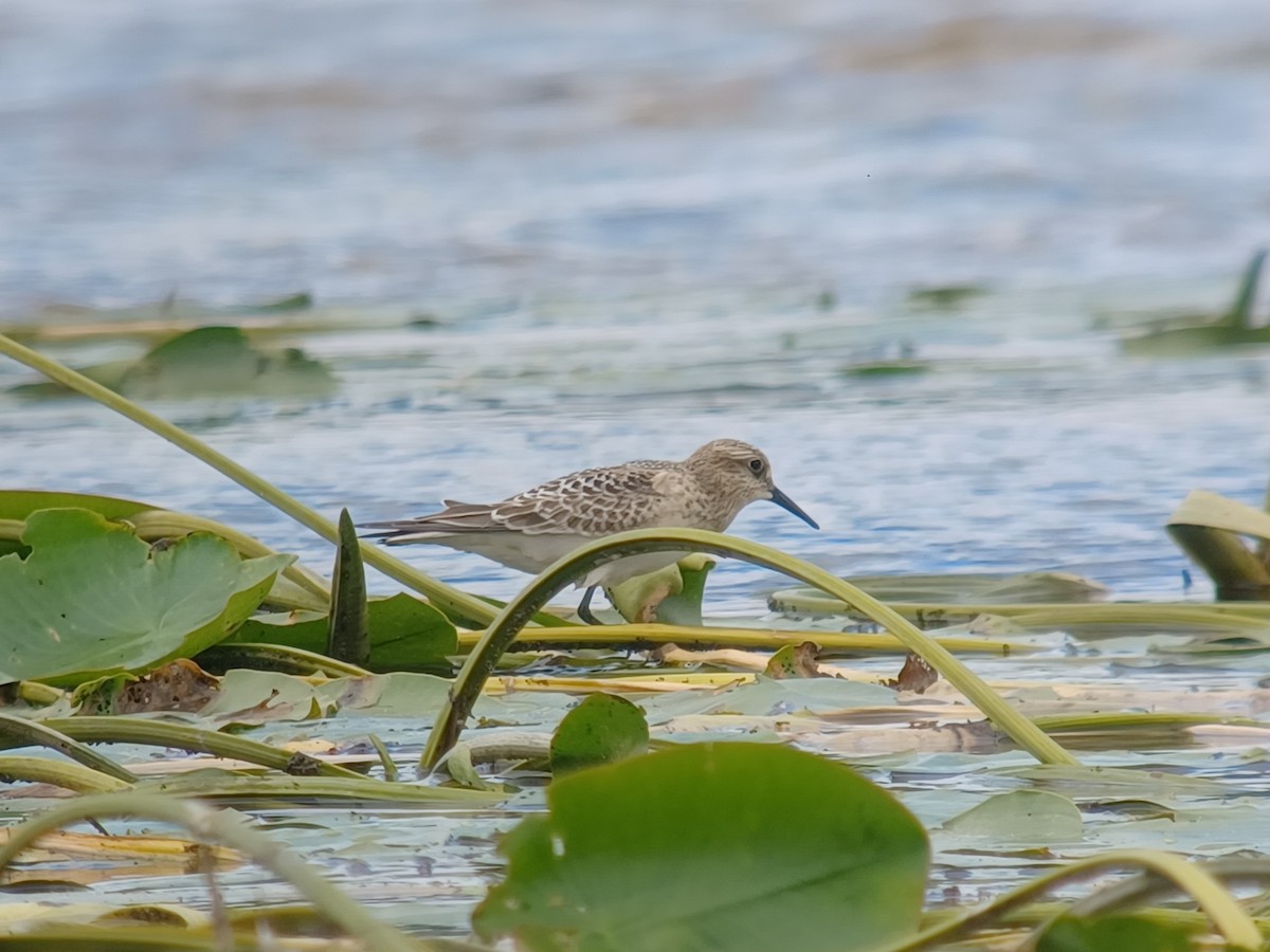 Baird txirria - ML641748250