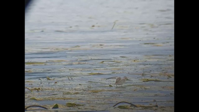 Baird's Sandpiper - ML641748305