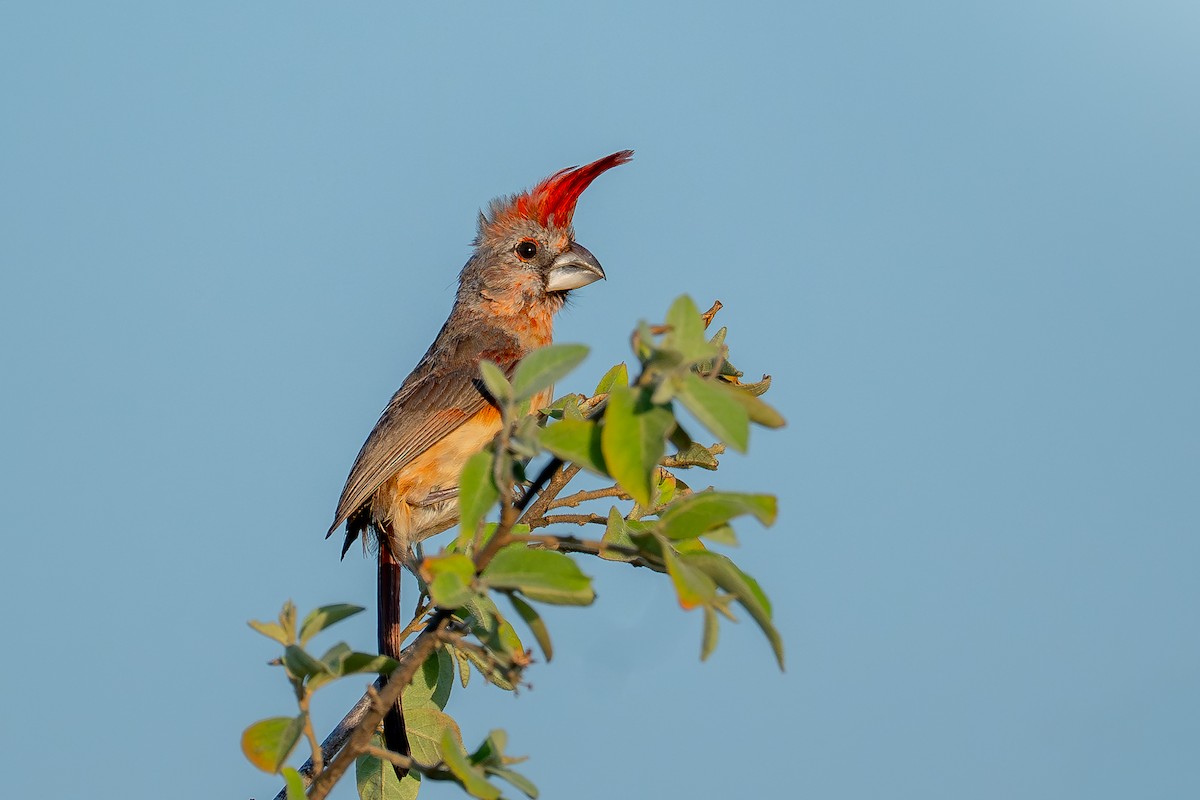 Vermilion Cardinal - ML641748308