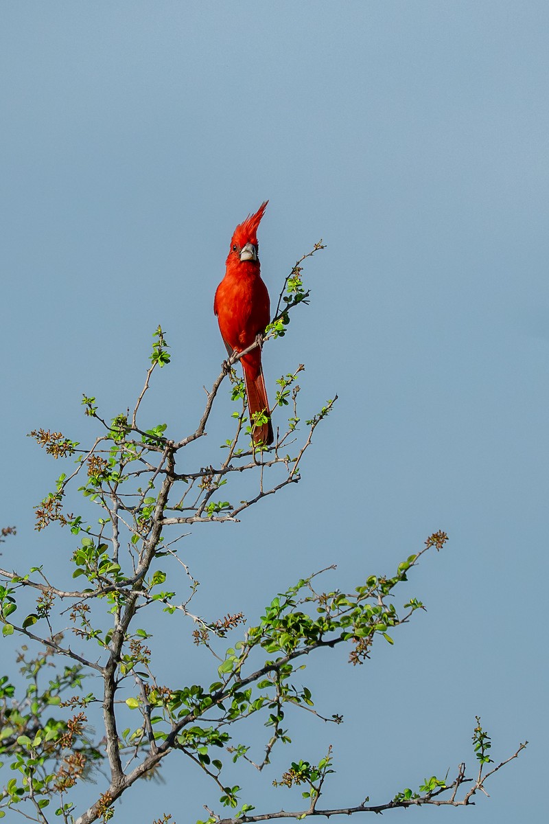 Vermilion Cardinal - ML641748309