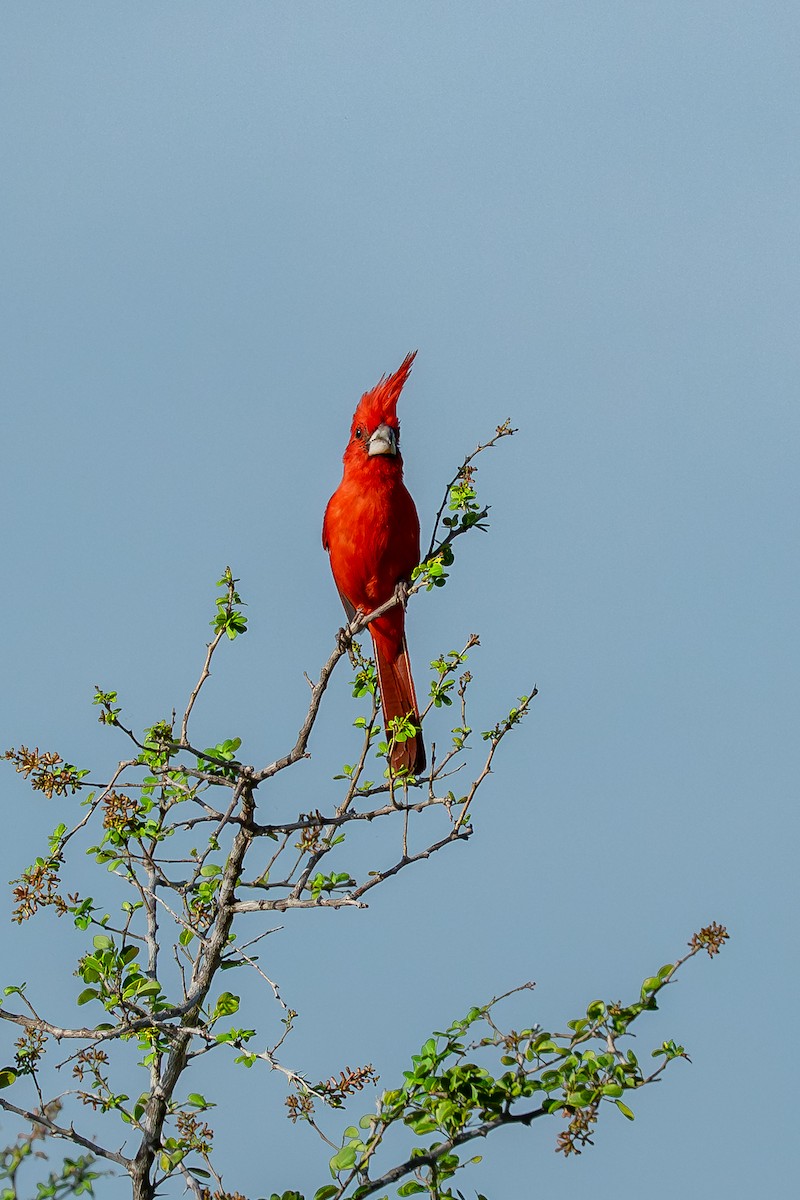 Vermilion Cardinal - ML641748310