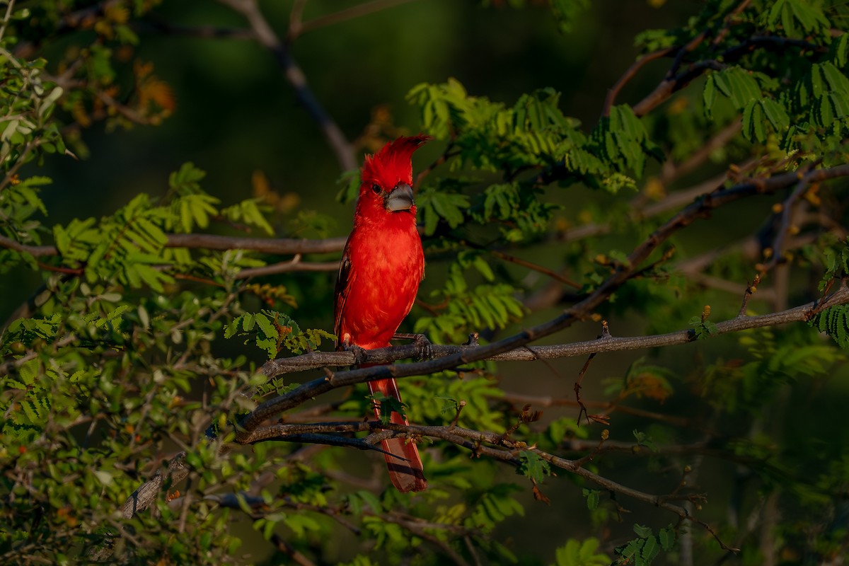 Vermilion Cardinal - ML641748312