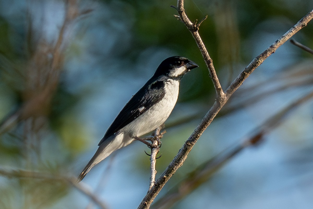 Lesson's Seedeater - ML641748327
