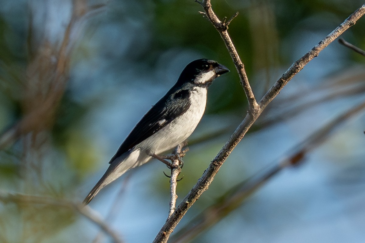 Lesson's Seedeater - ML641748328