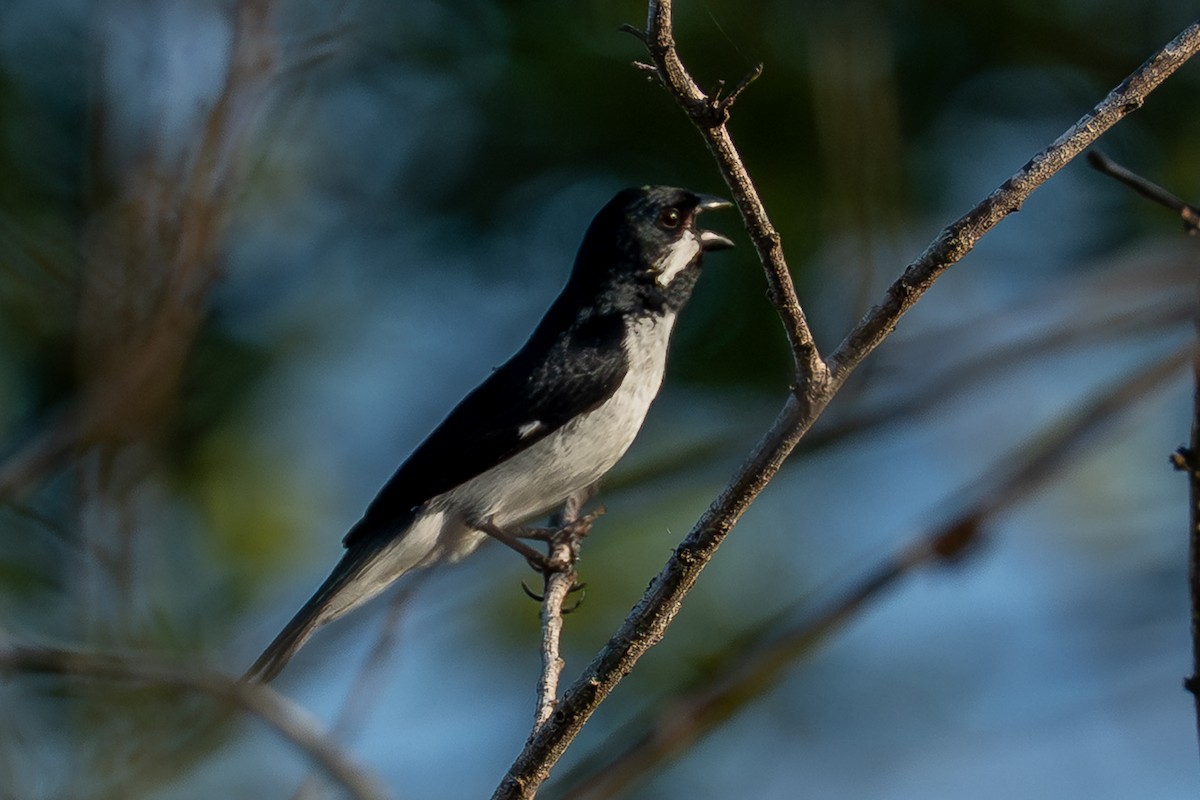 Lesson's Seedeater - ML641748329