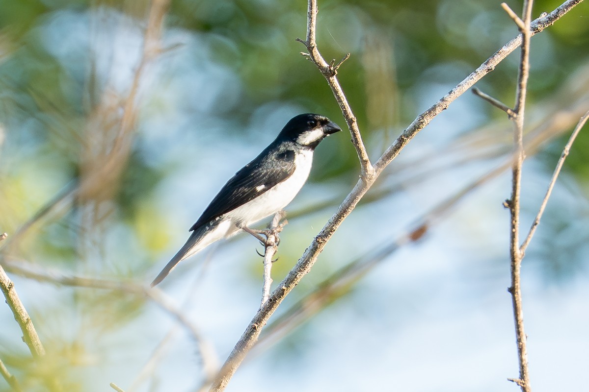 Lesson's Seedeater - ML641748330