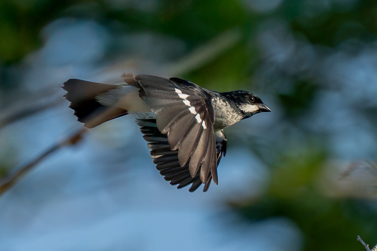 Lesson's Seedeater - ML641748331