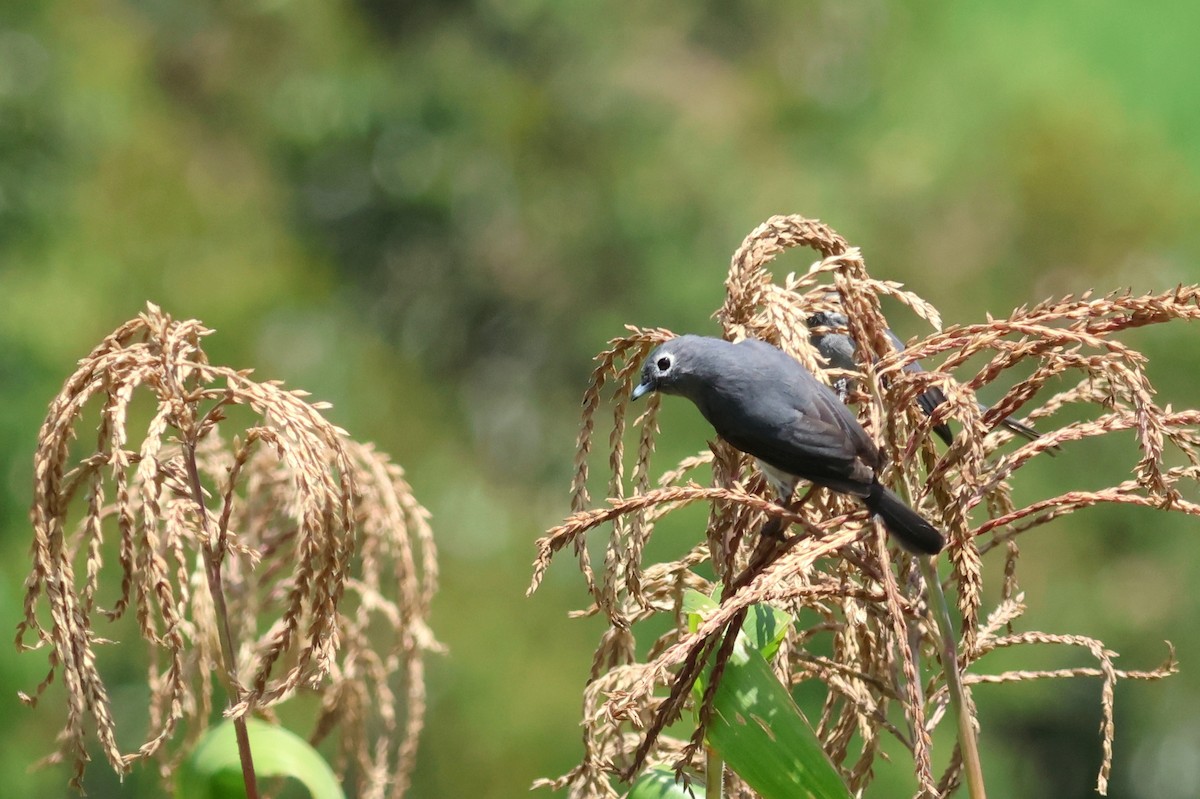 White-eyed Slaty-Flycatcher - ML641748333