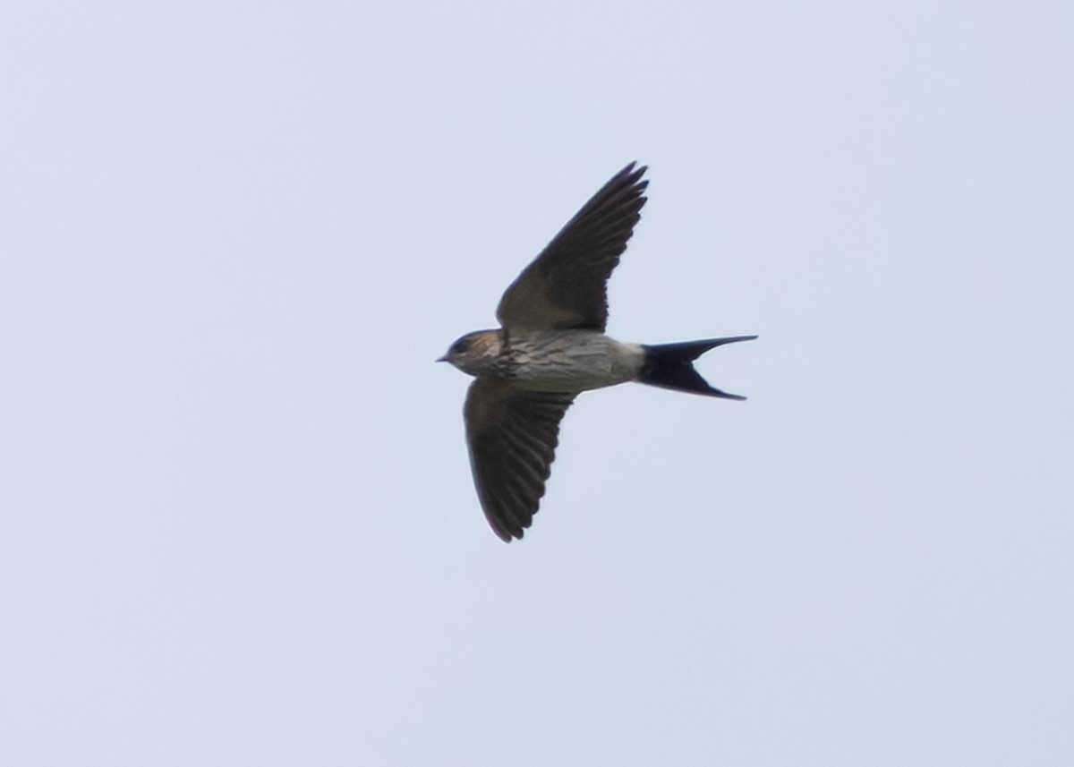 Eastern Red-rumped Swallow (Striated) - ML641748339