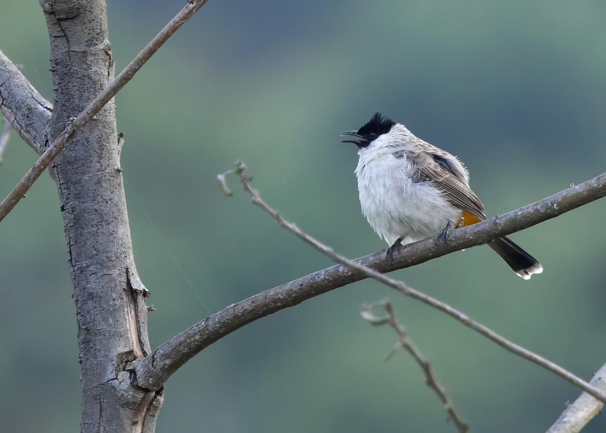 Bulbul urre-ipurdia - ML641748343