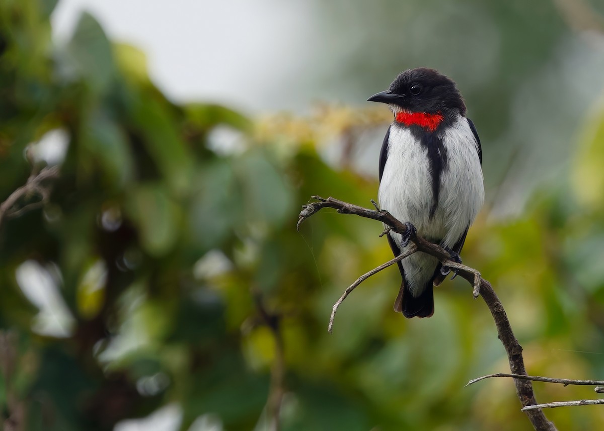 Red-chested Flowerpecker - ML641748364