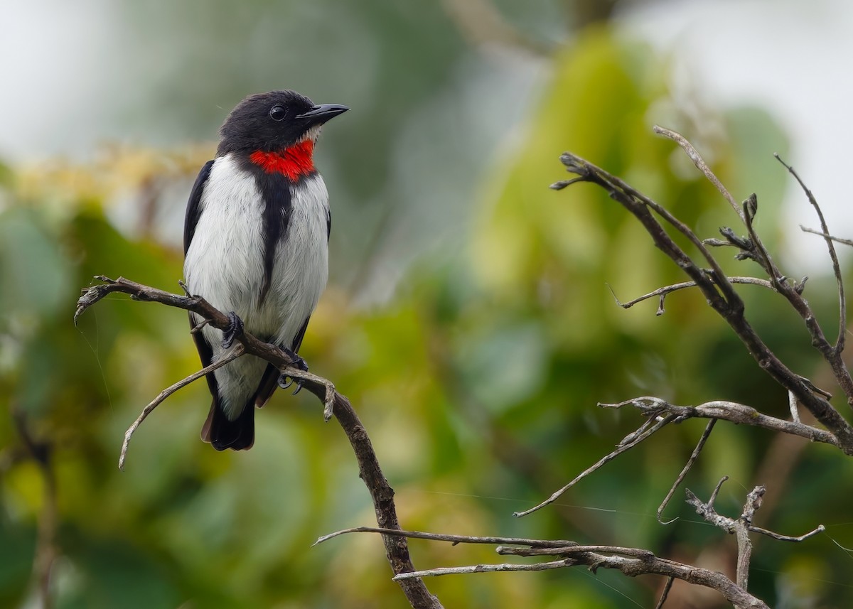 Red-chested Flowerpecker - ML641748365