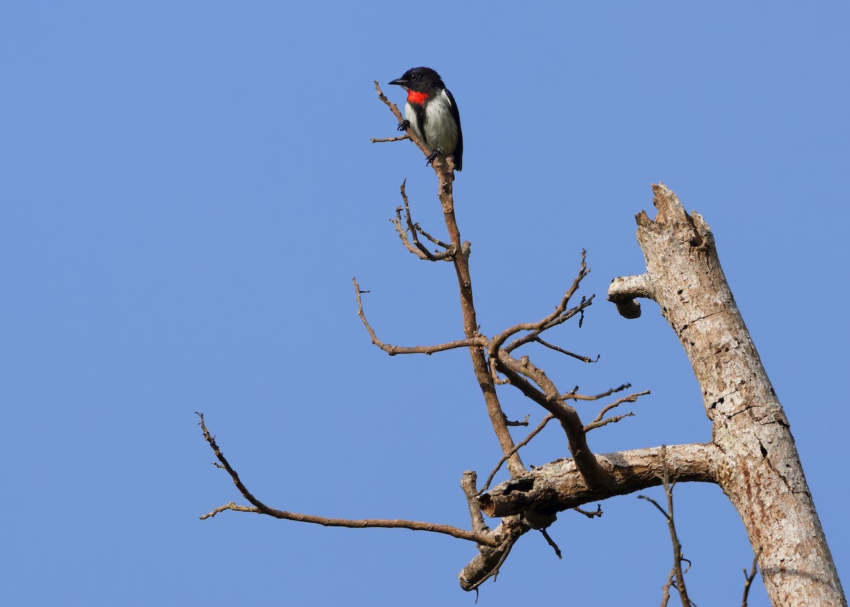 Red-chested Flowerpecker - ML641748368