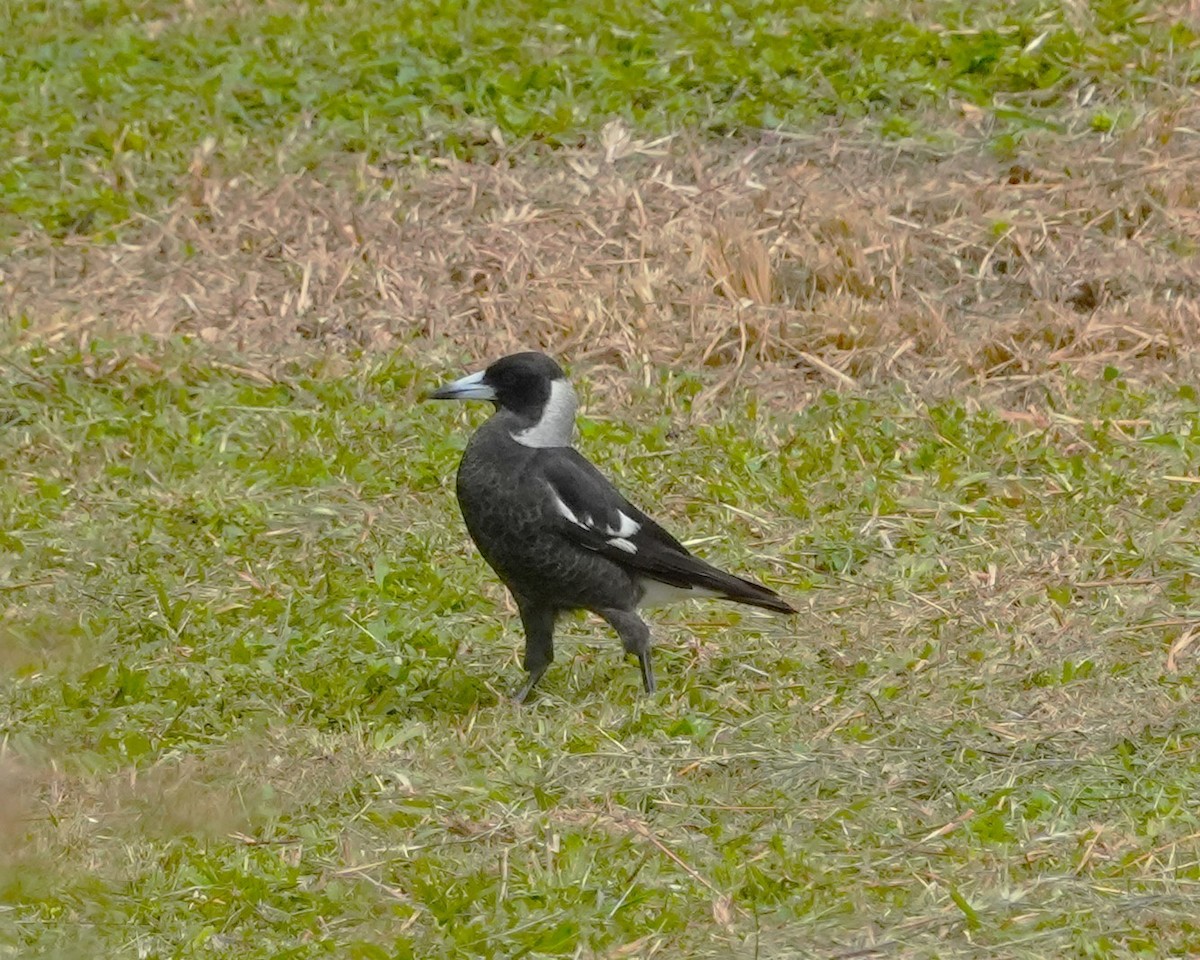 Australian Magpie - ML641748370