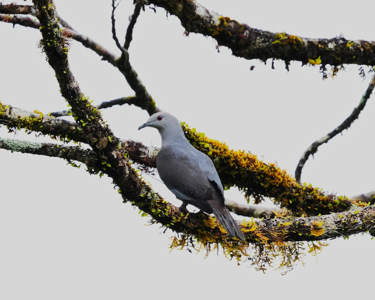 Barking Imperial-Pigeon - ML641748381