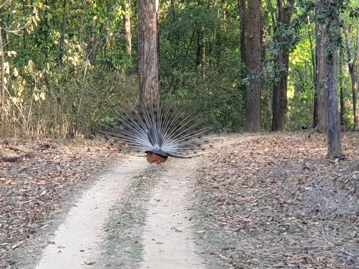 Indian Peafowl - ML641748391