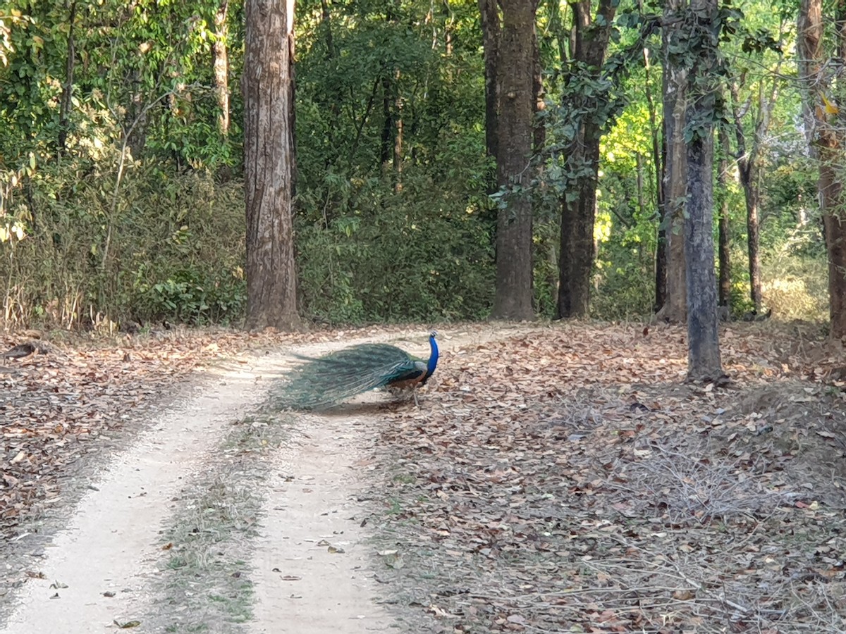 Indian Peafowl - ML641748392