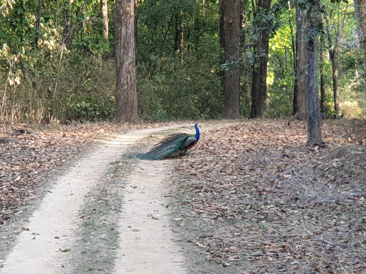 Indian Peafowl - ML641748393