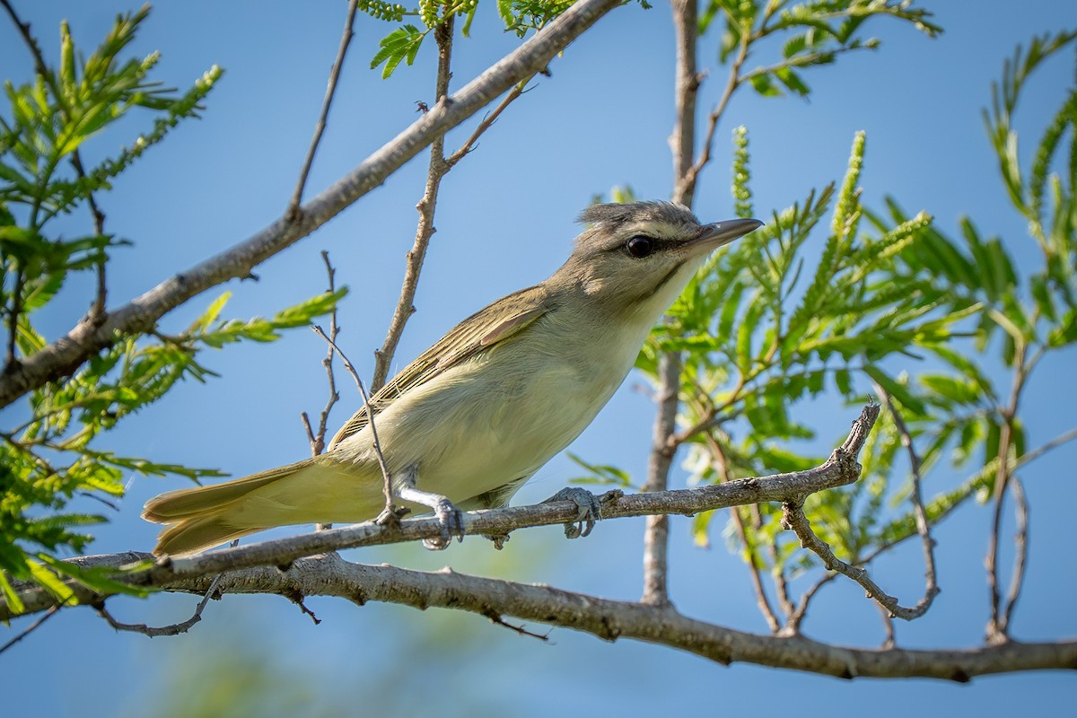 Black-whiskered Vireo - ML641748398