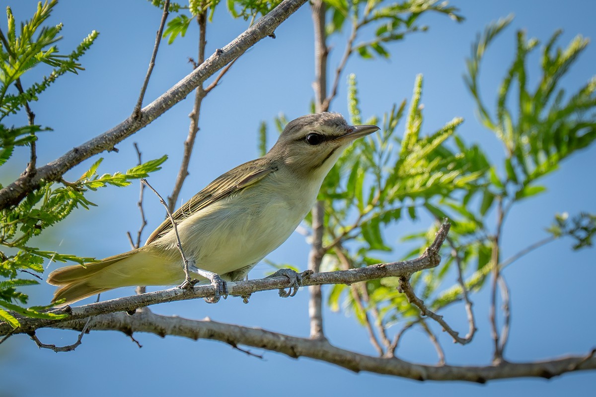Black-whiskered Vireo - ML641748399