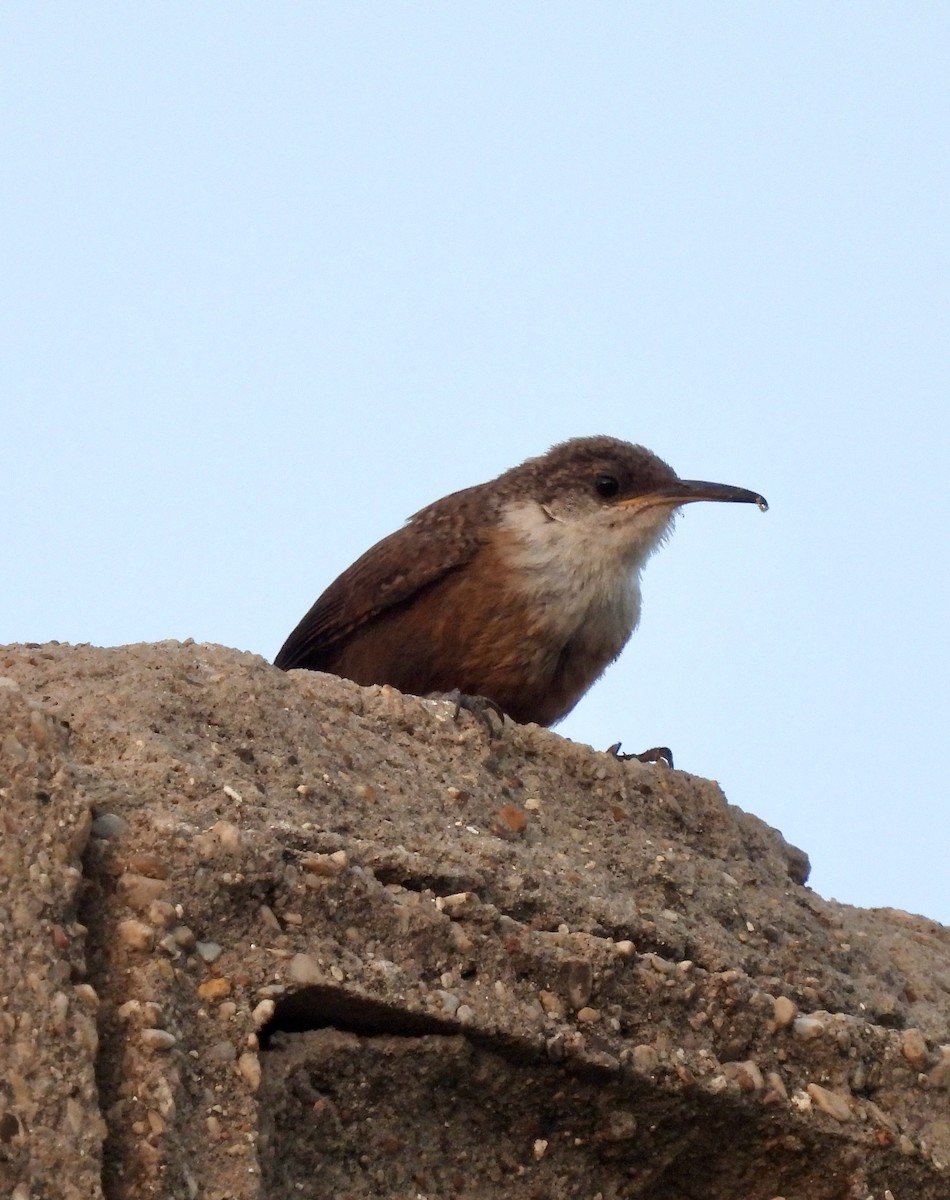 Canyon Wren - ML641748408