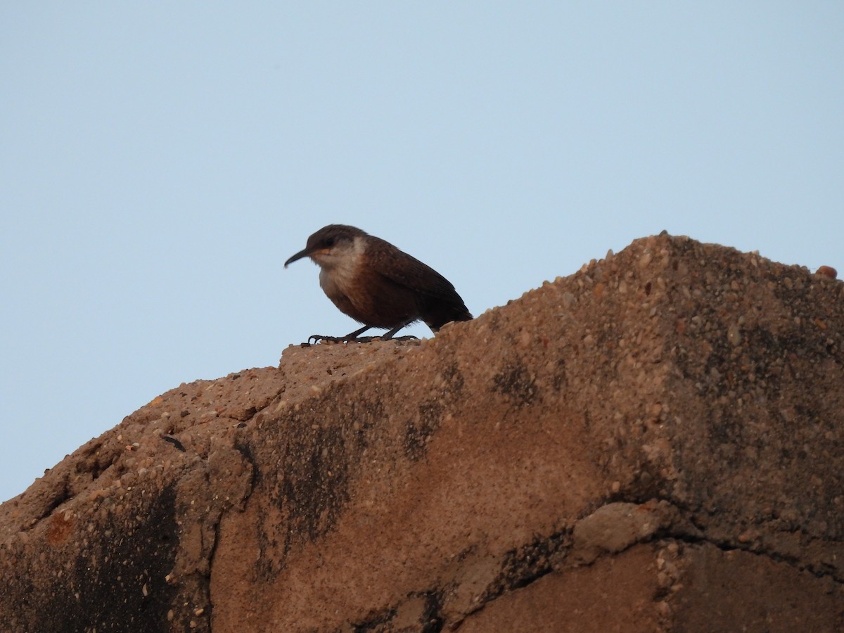 Canyon Wren - ML641748409