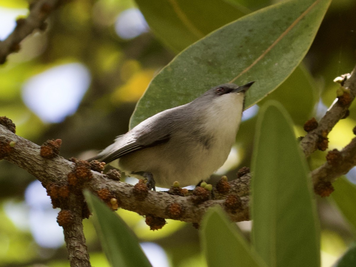 Mauritius Gray White-eye - ML641748413