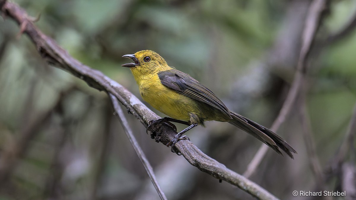 Yellow-headed Brushfinch - ML641748415