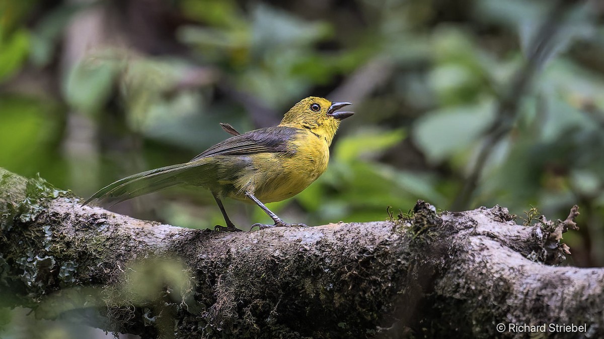 Yellow-headed Brushfinch - ML641748416