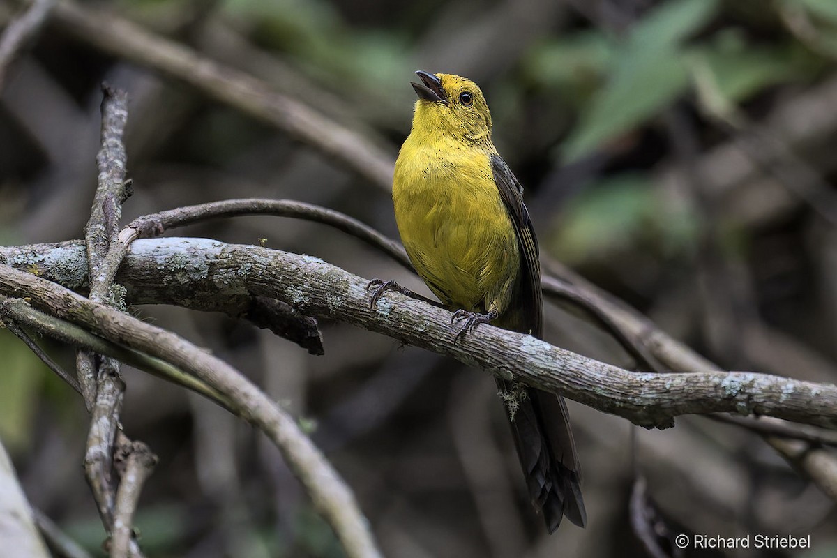 Yellow-headed Brushfinch - ML641748417