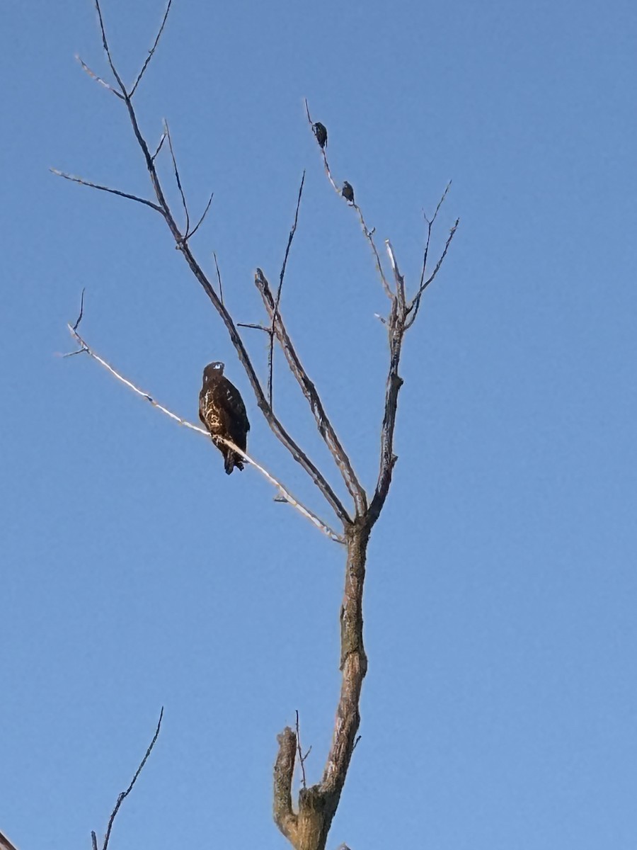 Bald Eagle - ML641748433