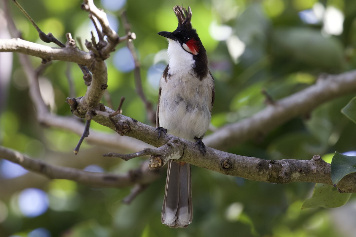 Red-whiskered Bulbul - ML641748437