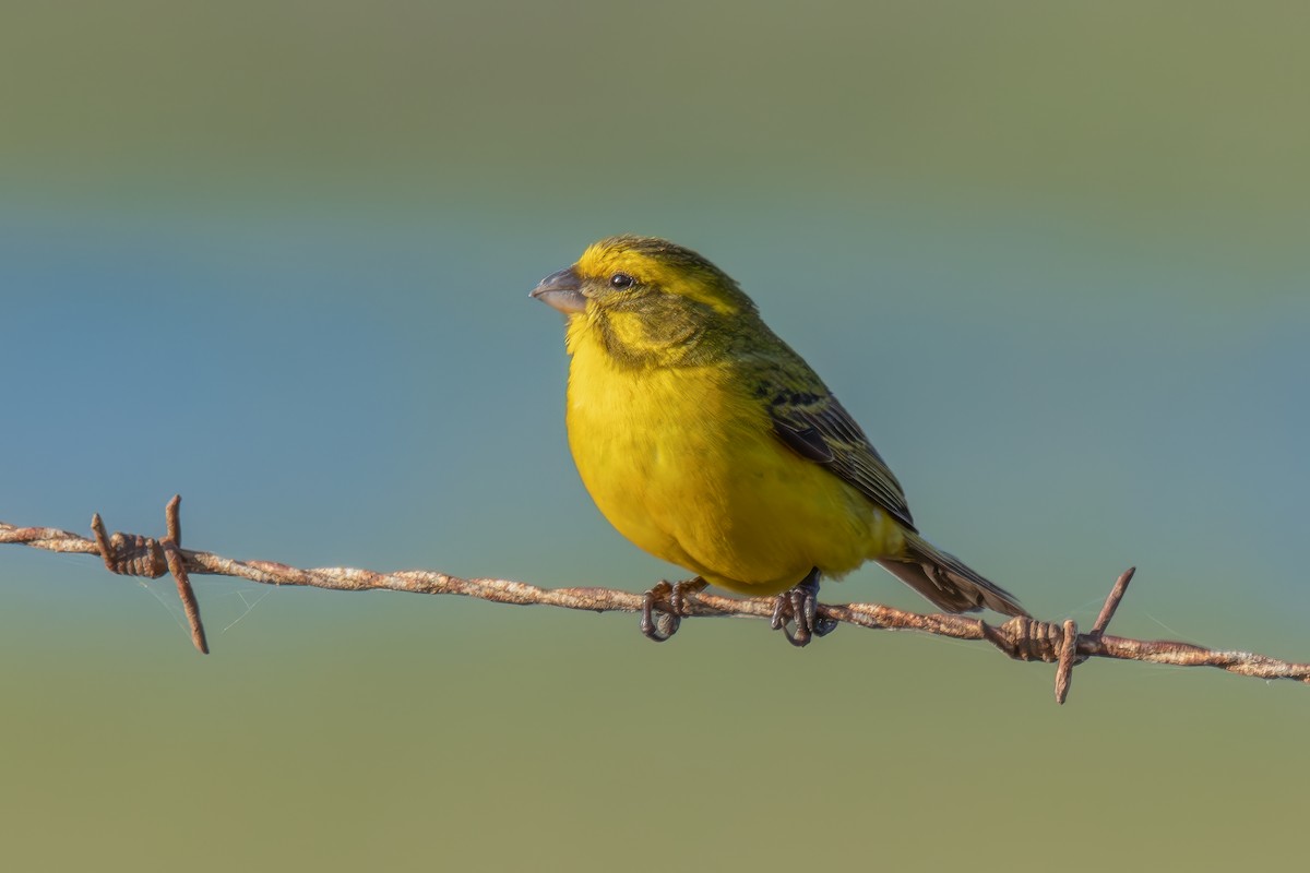 Yellow Canary - ML641748445