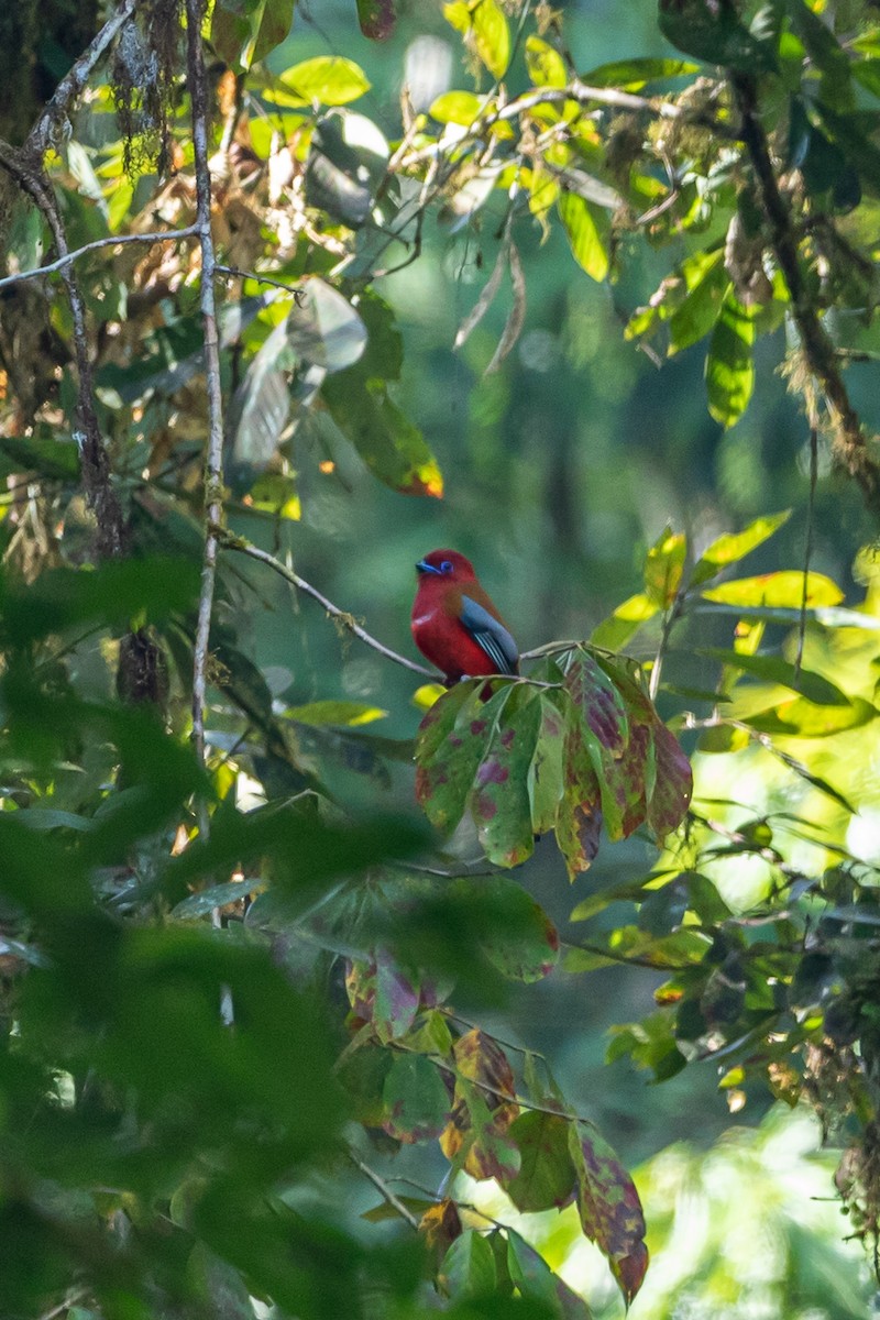 Red-headed Trogon - ML641748509