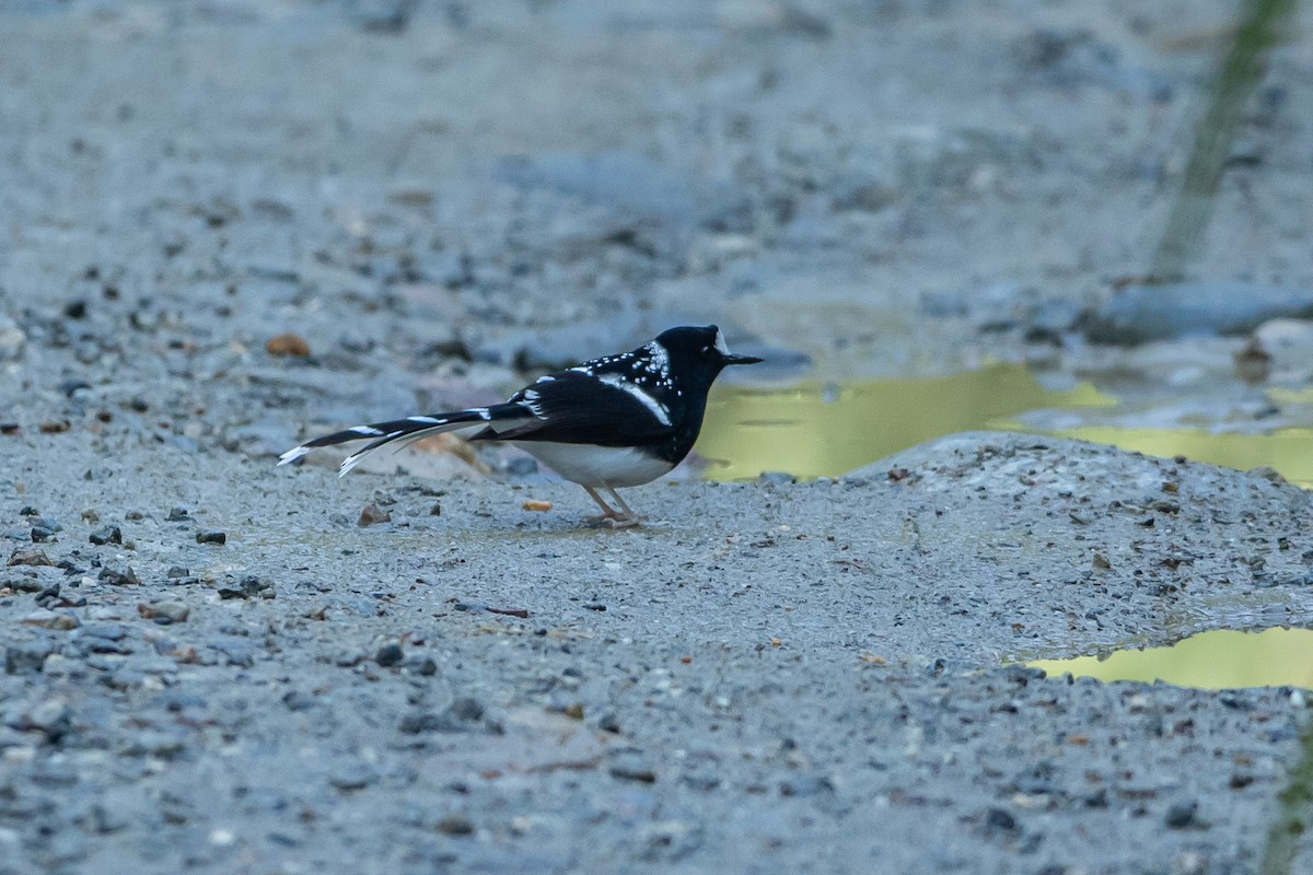 Spotted Forktail - ML641748513