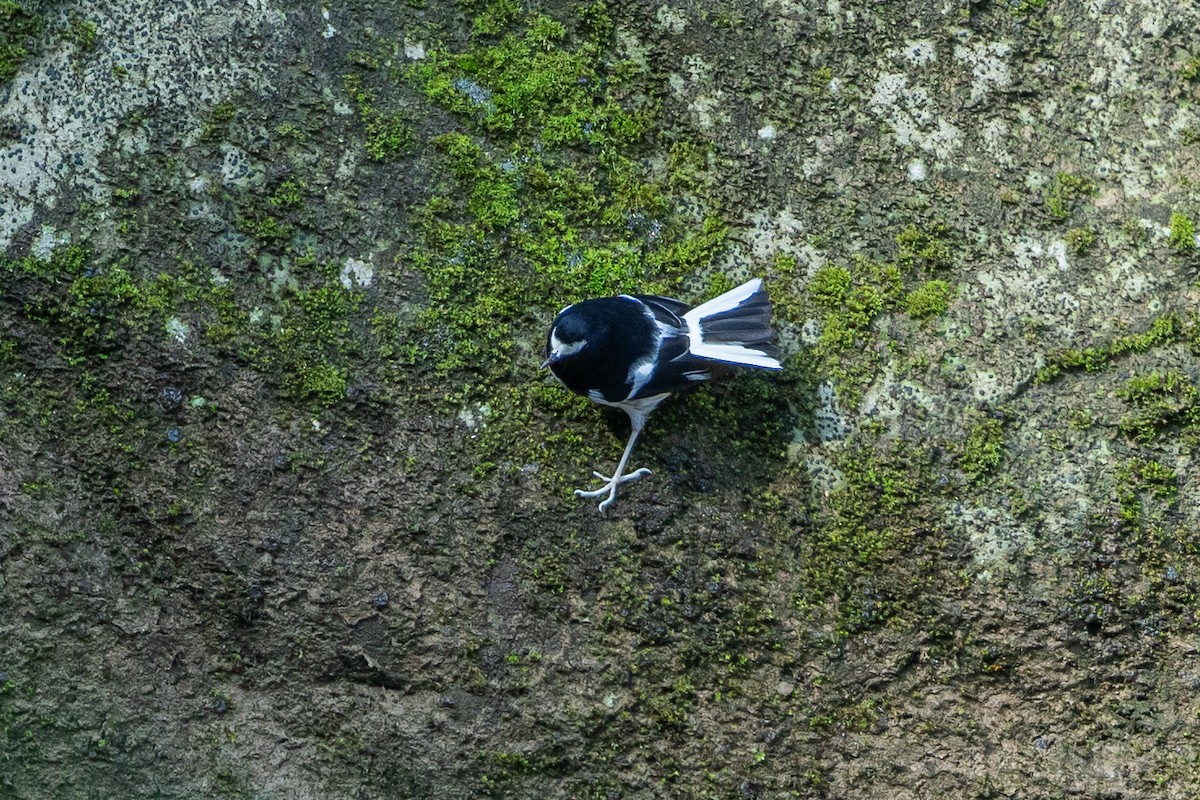 Little Forktail - ML641748516