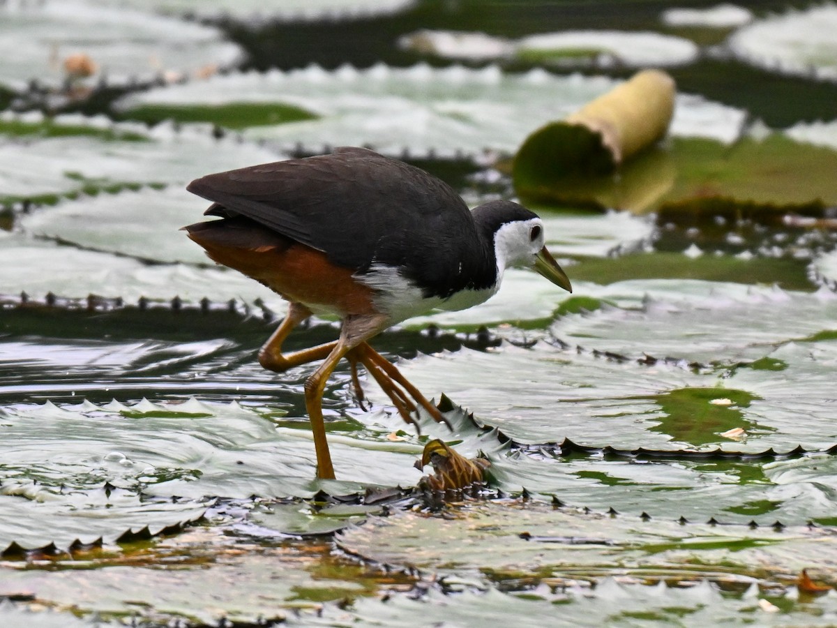 White-breasted Waterhen - ML641748519